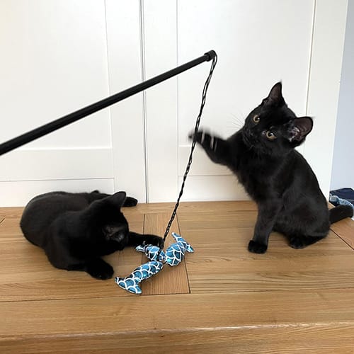 merlin_&_salem-rehome_05