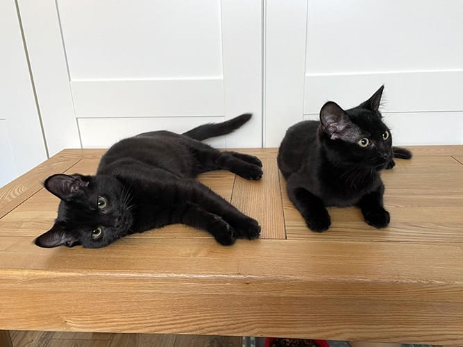 merlin_&_salem-rehome_03