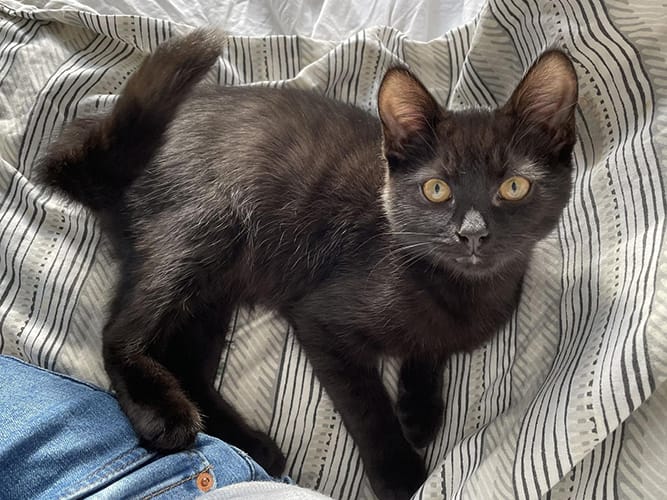 merlin_&_salem-rehome_09