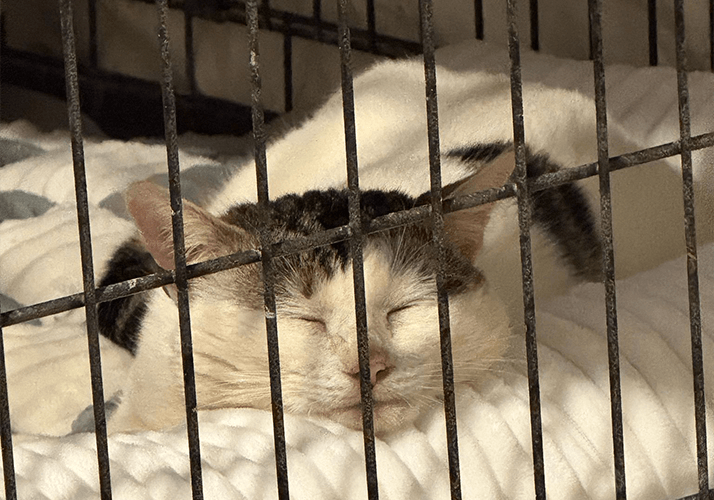 Chat Between Rolo & Saracen